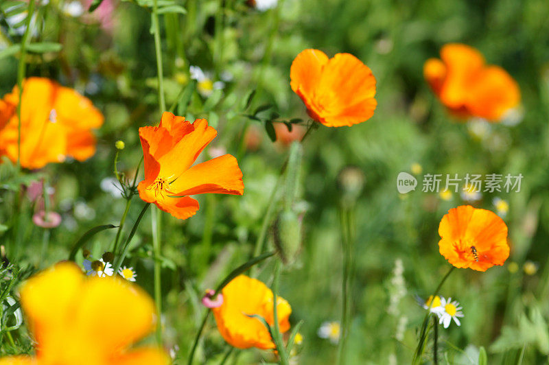 Eschscholzia californica花